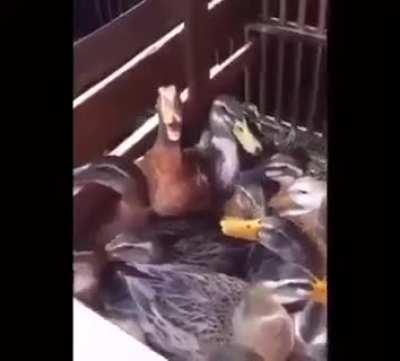 You get what you f'n deserve quack quack quack quack quack 🦆