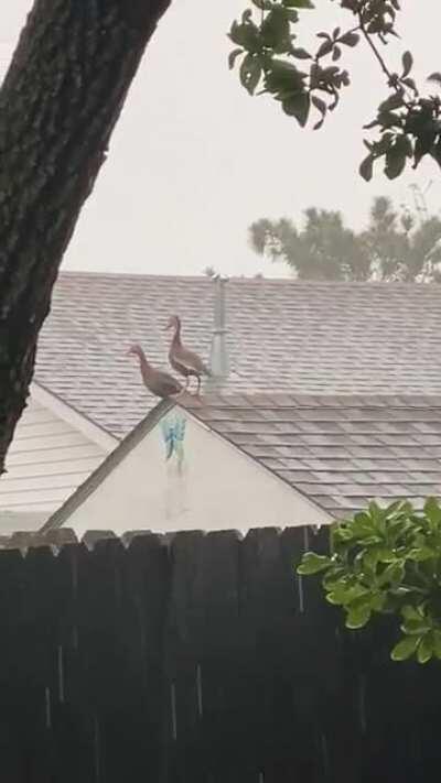 It’s been raining for five days straight in New Orleans. These two ducks seem to be loving it.