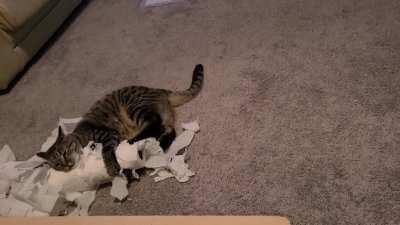 How many kicks does it take to get to the cardboard center of the towel roll? Piper will find out!