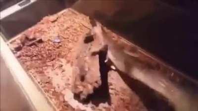 We don't associate with furries.