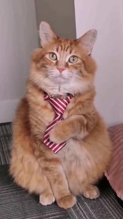 What a distinguished gentleman!