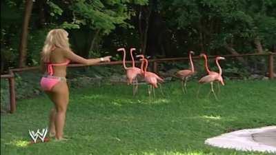 WWE: Viva Las Divas: Lilian Garcia