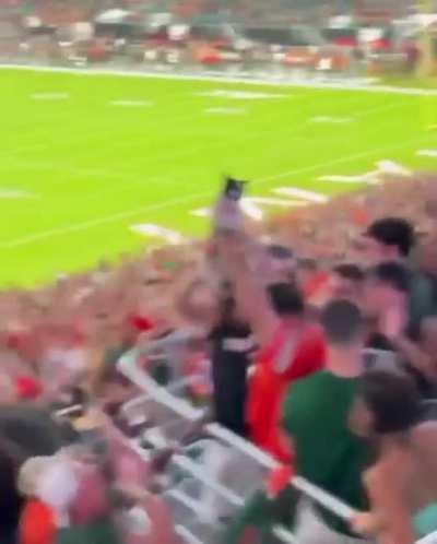 Fans Catch Falling Cat During UM Football Game