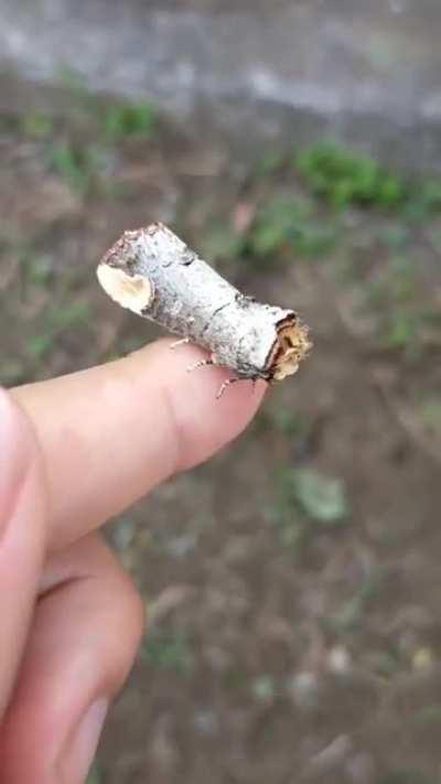 I'm a fragment of a branch