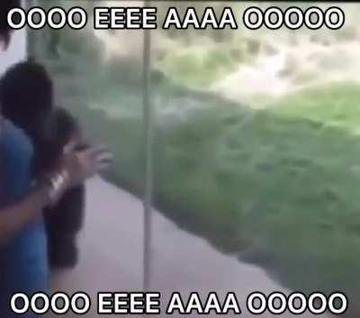 Monke kinda look like tricky