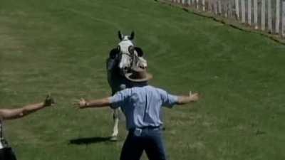 Trying to stop a running horse with your body.