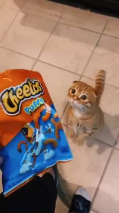 Your ass wants Cheetos?