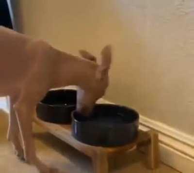 Doge.exe has stoped working