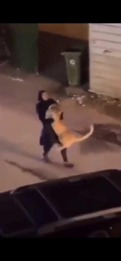 Lions are so dramatic