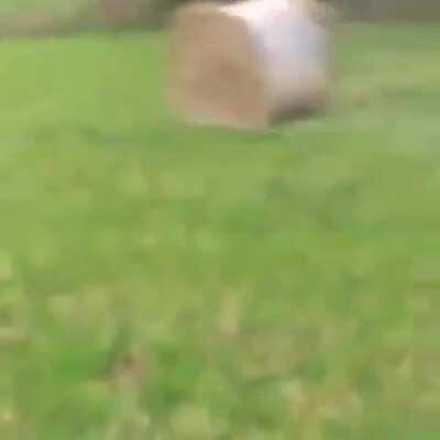 Hay may be light and cushiony, but not in bale format. Guy is lucky he wasn't crushed.