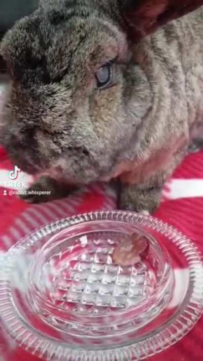 How spoilt is your bunny? Bronte is 14yrs old and my best friend so she deserves a little luxury ❤🐇