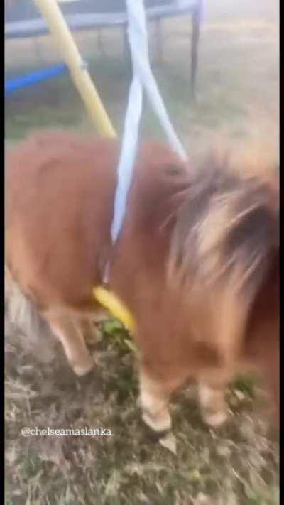 sorry I'm late to work. my pony got stuck in a swing...