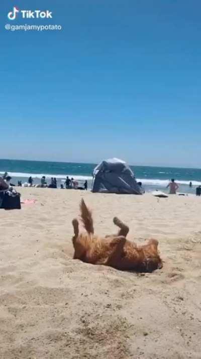 Video idea: Make dogs be able to dance in Minecraft