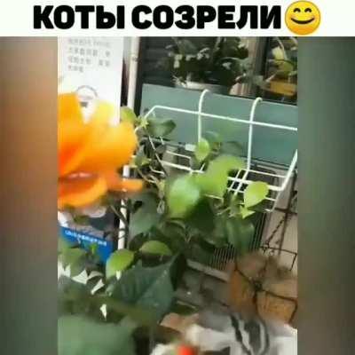 Осенний урожай