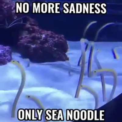 blursed sea noodle