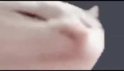 Desde cuando los gatos tienen ese ritmo?