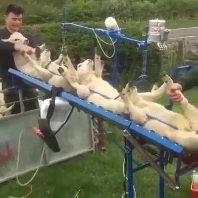 Sheep getting vaccinated