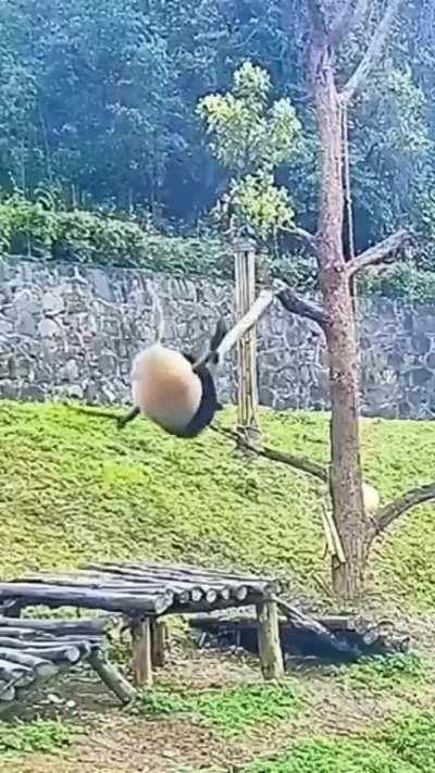 Why pandas are endangered