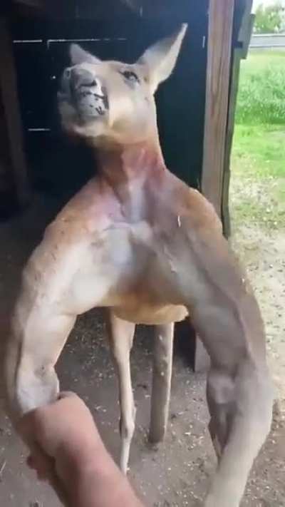 Pov:All of nfg (Nfg is the kangaroo)