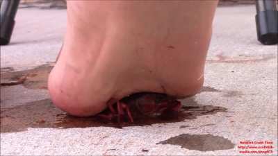 looking for Natalie's Crush Time videos, DM for trade if you have them