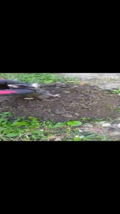 Szeretném megköszönni ezzel a táncoló vakonddal a FostTalicskaUnchained nevében az 1k felköszöntést