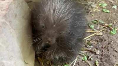 Sylvie is a few weeks old and perfect in every way!