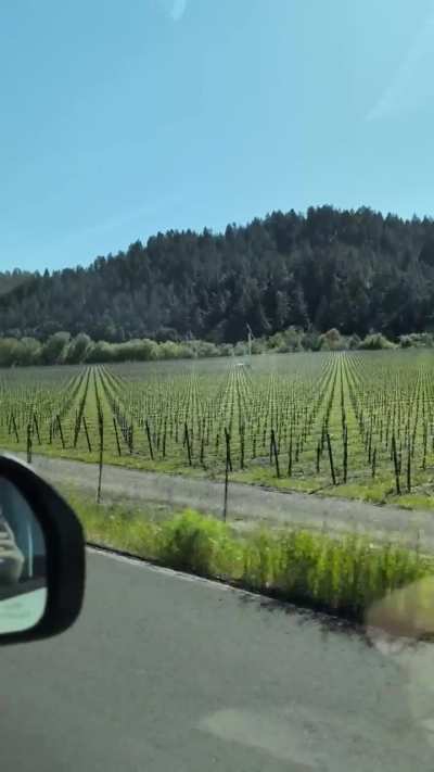 California vineyard