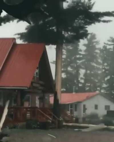 Zeus was angry with this tree