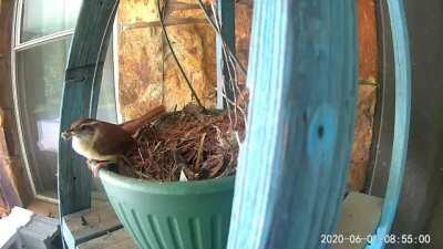Mama bird on nest is unhappy. The reason is at 12 seconds