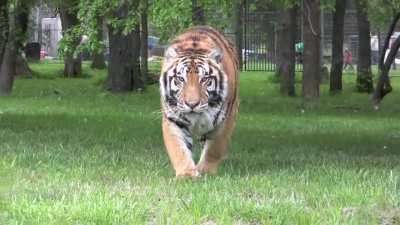 POV: You stopped looking at the tiger.