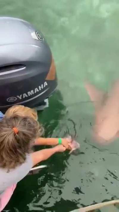 Just feeding a shark with my kid