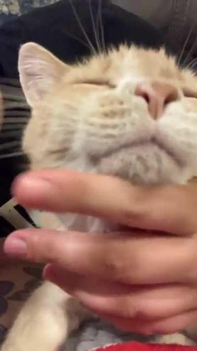 My peachy cream boy loves chin rubbins ❤️