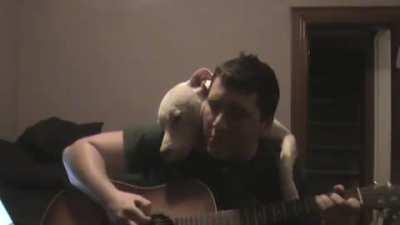 I wish I had a dog like this