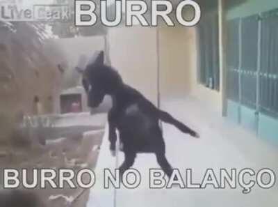 Não é mendigagem, nãodigo nada. Só, BURRO NO BALANÇO