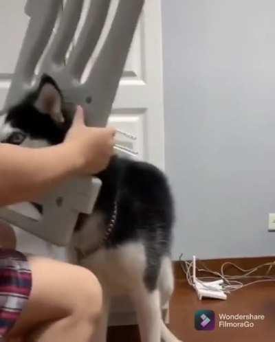 Husky stuck in a plastic fence