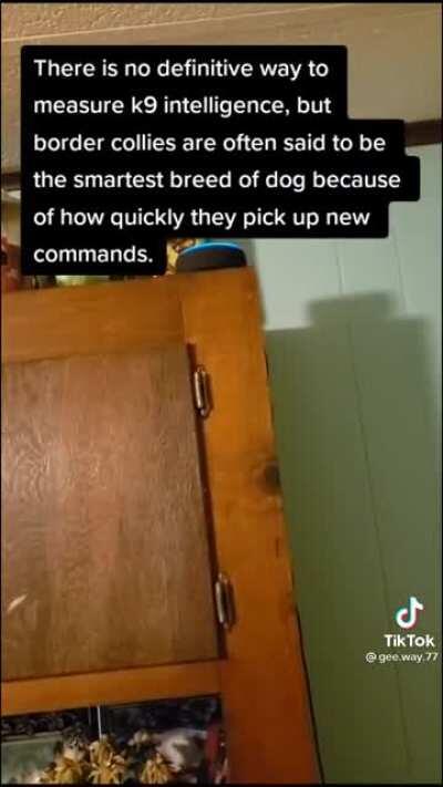 Alexa, what's the smartest breed of dog?