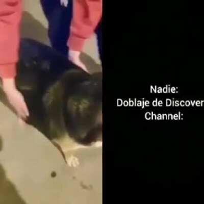 El canino con sobrepeso