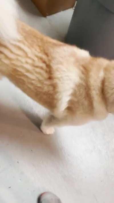 Work? What work?!?! I wanna walks now!!!