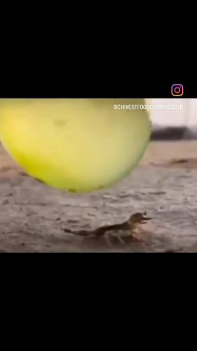 Canhão que atira batatas 