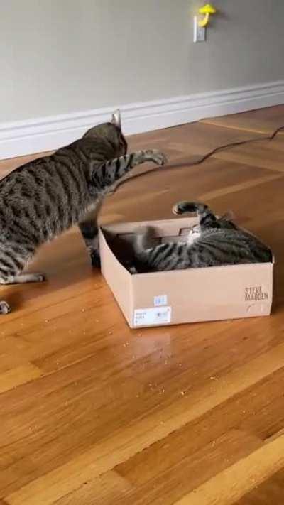 Epic battle for the catnip box