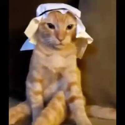 Gato arabe 😎🙏💸💸