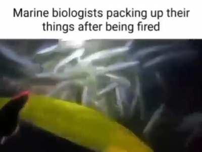 Jotaro after being fired from his current position