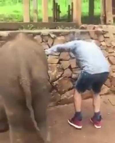 Baby elephant has a sense of humor.