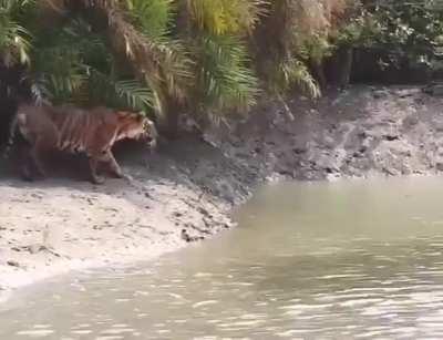 🔥The Leaping Ability Of A Tiger