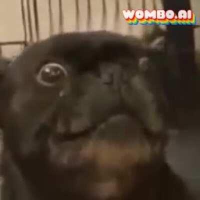 Funni dog do the dance