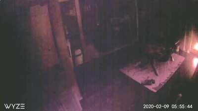 My buddy had his motion sensor go off for this. It never goes off unless his dog walks in front of the camera. The dog was in the bedroom with the door locked at the time. Help us figure it out!