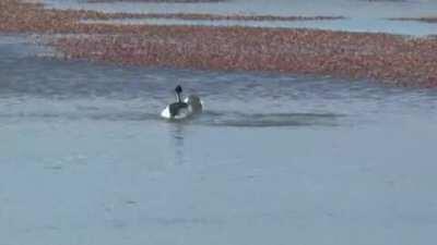 Not much is known about the dance of the Hooded Grebe, except that it’s weird