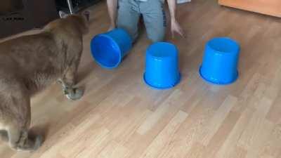 Mountain lion playing the shell game to win his favorite stuffed toy