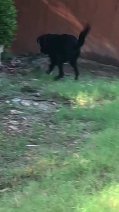 Day 43v2 he found stick