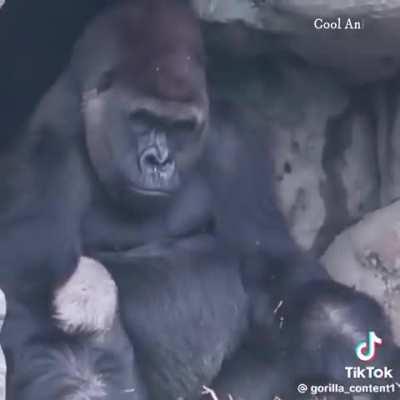 Unexpected roomates: Silverback Gorilla & Duiker